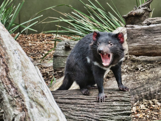 Wisata Wildlife yang Wajib Kamu Jelajahi saat ke Australia (138166)