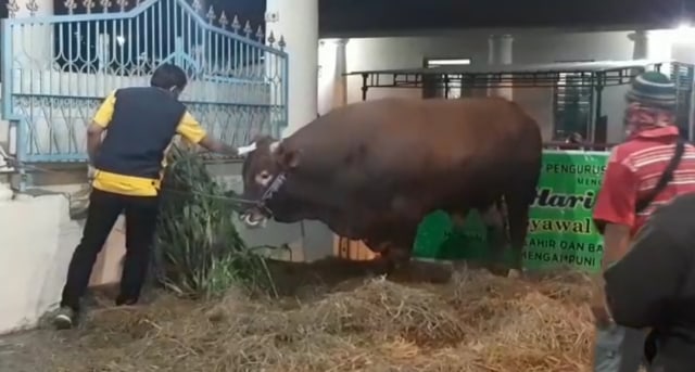 Sapi jenis limosin seberat 1,3 ton diserahkan ke Masjid Agung Surakarta untuk kurban sedangkan sapi ini dari Presiden Joko Widodo yang akan disembelih pada Hari  Raya Idul Adha, Sabtu (01/08/2020)