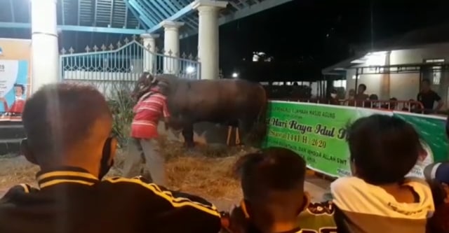 Sapi Limosin Sumbangan Presiden Jokowi Jadi Tontonan Warga di Masjid Agung Solo (40700)