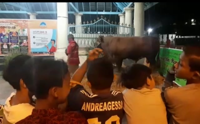 Sapi Limosin Sumbangan Presiden Jokowi Jadi Tontonan Warga di Masjid Agung Solo (40701)