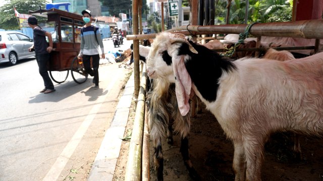 Hewan kurban berupa kambing, diperjual belikan di trotoar di kawasan Cikini. Foto: Iqbal Firdaus/kumparan