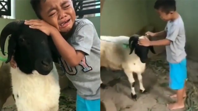 Bocah menangis ketika kambingnya ingin dikurban. (Foto: @komiktipe/Twitter)