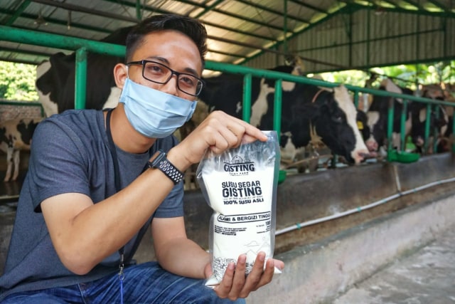 Melihat Tempat Produksi Susu Sapi Perah di Gisting Dairy Farm, Lampung (298131)