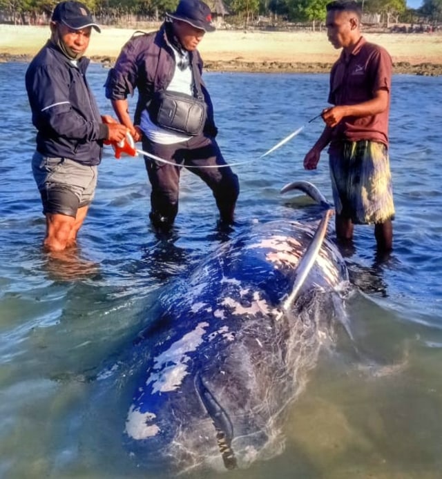 Paus biru berukuran besar yang ditemukan terdampar di Pantai Liebore, Kabupaten Sabu Raijua, Jumat (31/7/2020) sore.Foto: istimewa.