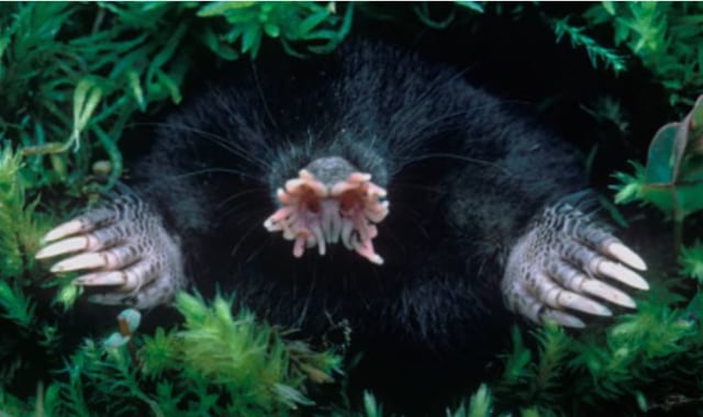 Star Nosed-Mole. Foto: Capture Youtube Getty Images TV