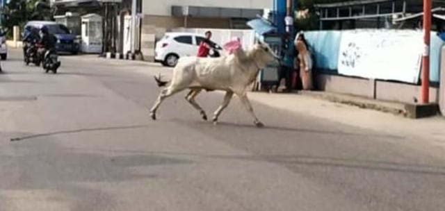 Seekor Sapi Kurban di Jambi Lepas, hingga Lari ke Tengah Jalan (97567)