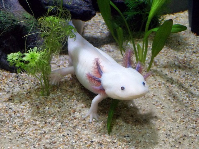Axolotl. Foto: Tinwe from Pixabay