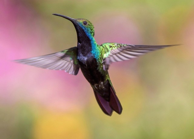 Hummingbird. Foto: Pexels from Pixabay