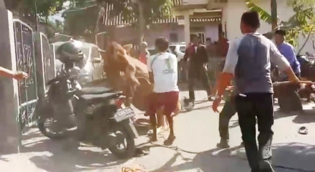 Seekor sapi mengamuk dan merusak sejumlah sepeda motor saat hendak disembelih di rumah Ketua DPC Partai Gerindra Kabupaten Kuningan, Jawa Barat. (Andri Yanto)