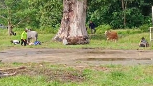 POTONGAN gambar dari video yang viral saat seekor kerbau hendak dipotong mengamuk usai tali melilit kaki kirinya, Sabtu (1/8/2020), di Pelalawan, Riau.   