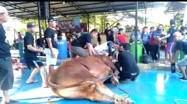 Warga Tembok Kidul, Kecamatan Adiwerna menyembelih hewan kurban berupa sapi jenis simental, Sabtu (1/8/2020). 