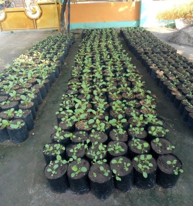 Tebar Semangat Berkebun di Rumah, Pria Surabaya Bagikan 10 Ribu Polybag Gratis (935429)