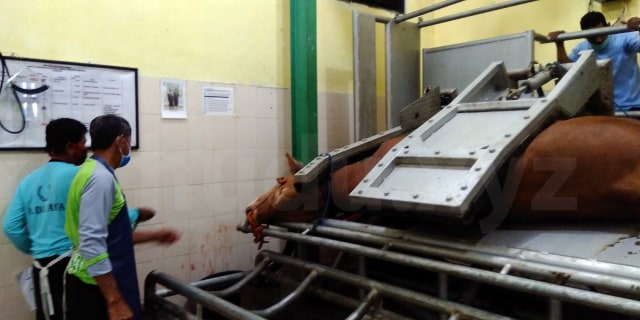 Menyembelih hewan kurban di RPH sangat praktis dan mudah, daging pun lebih higienis.