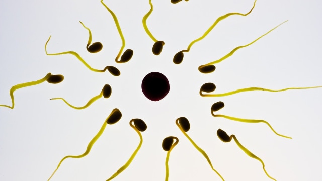 Ilustrasi sperma berenang menuju sel telur. Foto: TBIT via Pixabay