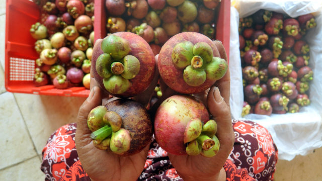 Pengepul menyortir buah manggis kualitas ekspor di gudang manggis Parik Malintang, Kabupaten Padangpariaman, Sumatera Barat. Foto: Iggoy el Fitra/ANTARA FOTO