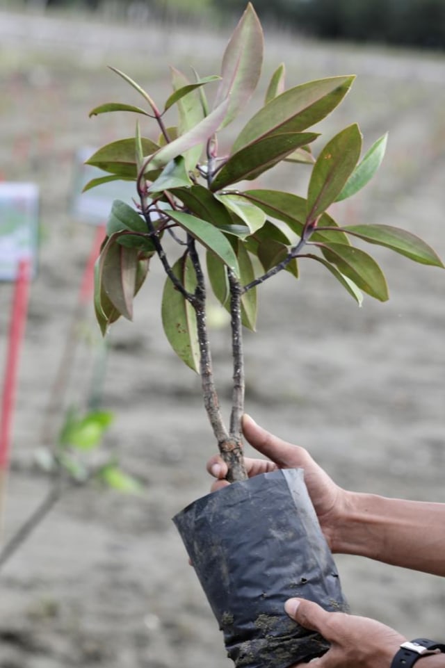 Mangrove yang ditanam di Aceh untuk peringatan Hari Mangrove Sedunia. Foto: Suparta/acehkini