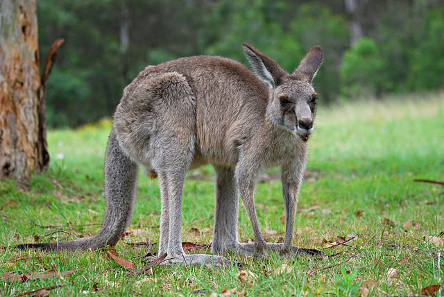 Marcropus rufus, kanguru yang hidup di Australia. Foto: Mark Wagner via Wikimedia Commons