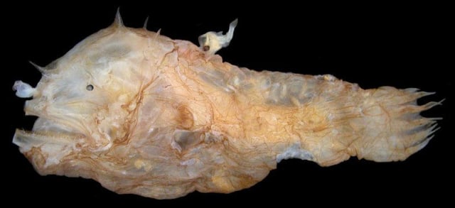 Takdir Ikan Anglerfish Jantan: Jadi ‘Penis’ dan Parasit Tubuh Betina Selamanya (1)
