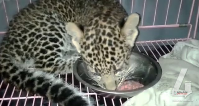 Tangkapan layar anak macan sedang makan dan dikurung dalam kandang dari video yang diposting akun Facebook Shegie Classic. | Sumber Foto:Istimewa