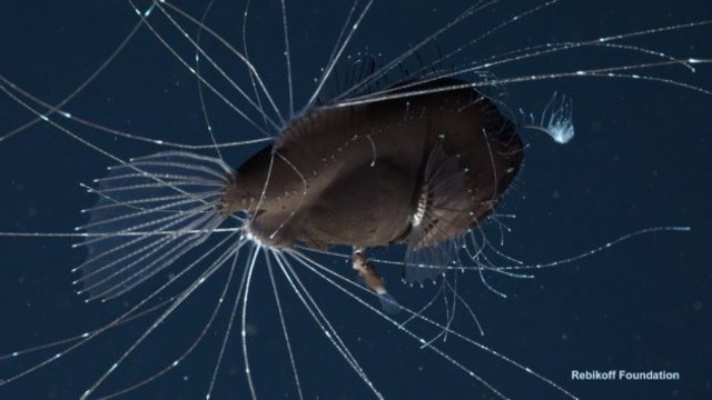 Takdir Ikan Anglerfish Jantan: Jadi ‘Penis’ dan Parasit Tubuh Betina Selamanya (2)