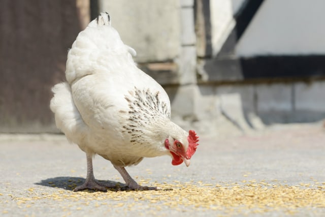 Ilustrasi ayam sedang makan Foto: Dok.Shutterstock