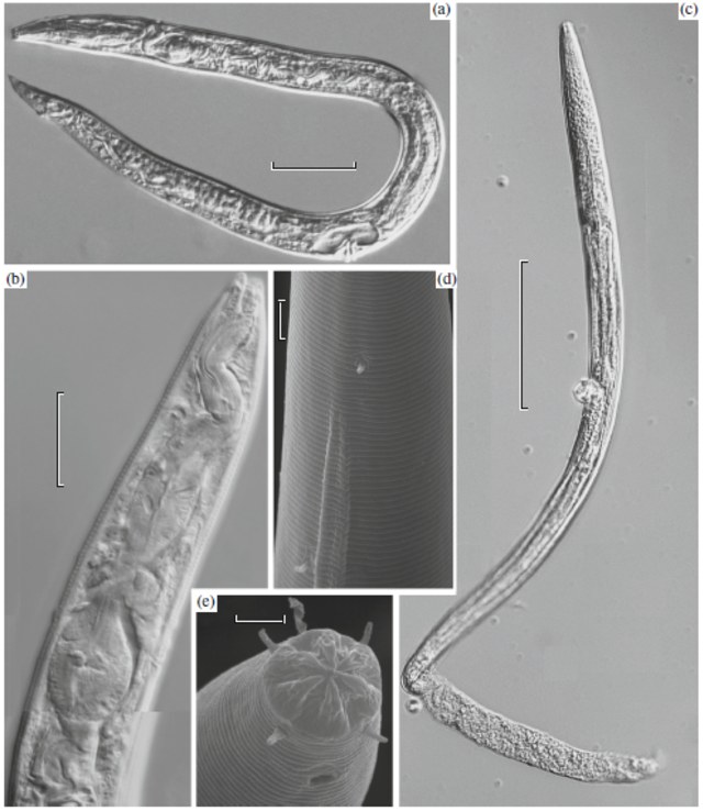 Cacing nematoda yang berhasil dihidupkan kembali oleh ilmuwan setelah terkubur selama 42.000 tahun. Foto: A. V. Shatilovicha via Doklady Biological Sciences