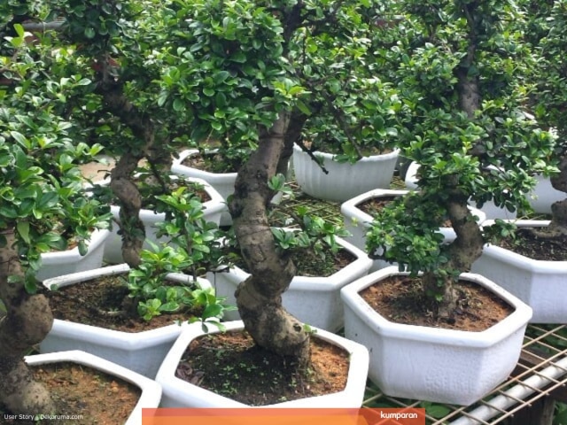 Ilustrasi bonsai. Foto: kumparan