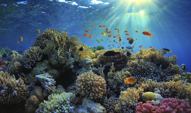 Ilustrasi terumbu karang. Foto: iStock