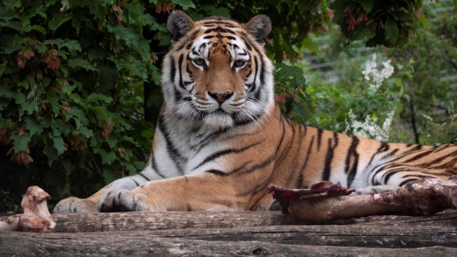 Ilustrasi harimau. Foto : JOE KLAMAR/AFP