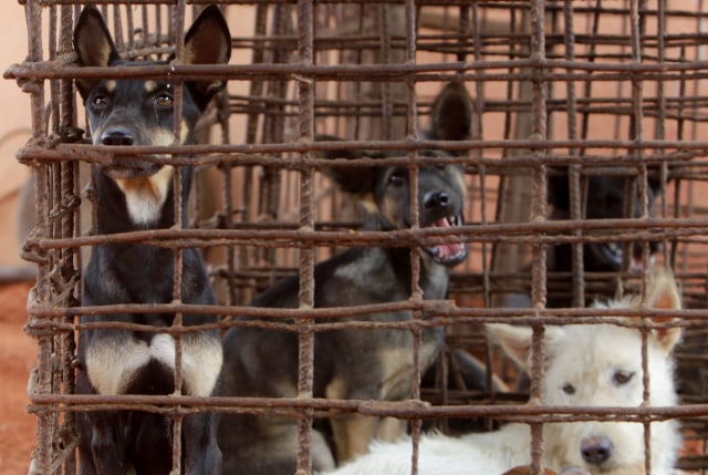 Sejumlah anjing di dalam kandang saat akan dipindahkan dari rumah jagal, di desa Chi Meakh, di Kampong Thom utara Phnom Penh, Kamboja. Foto: Heng Sinith/AP Photo