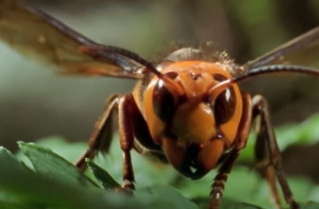 Giant hornet. Foto: Capture Youtube National Geographic