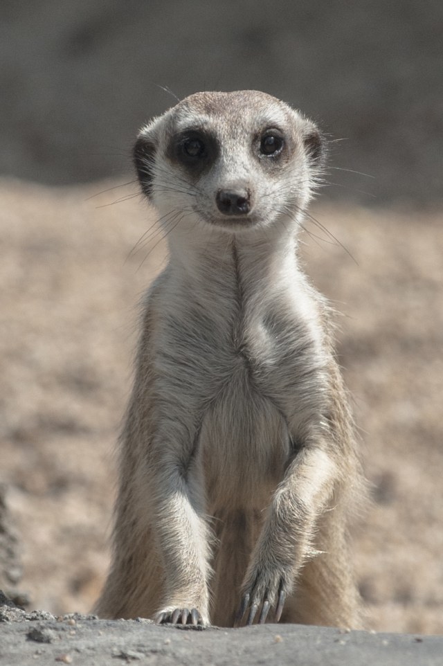 Berkenalan dengan Meerkat, Hewan Menggemaskan Penghuni Baru Jakarta Aquarium (8124)