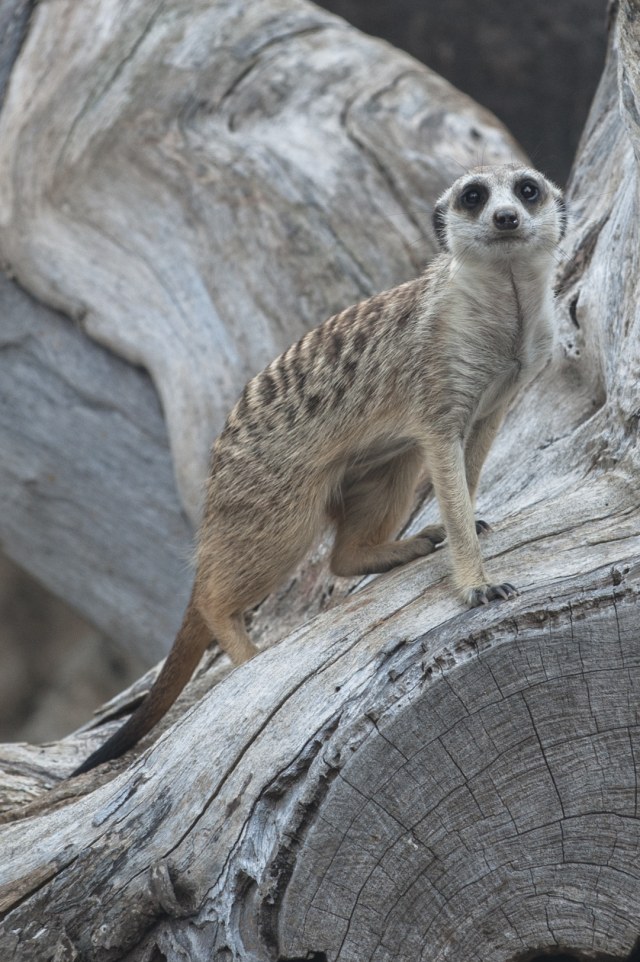 Berkenalan dengan Meerkat, Hewan Menggemaskan Penghuni Baru Jakarta Aquarium (8123)