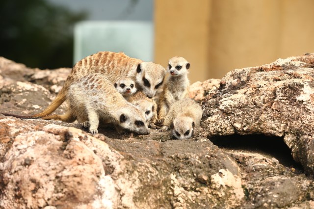 Berkenalan dengan Meerkat, Hewan Menggemaskan Penghuni Baru Jakarta Aquarium (8122)