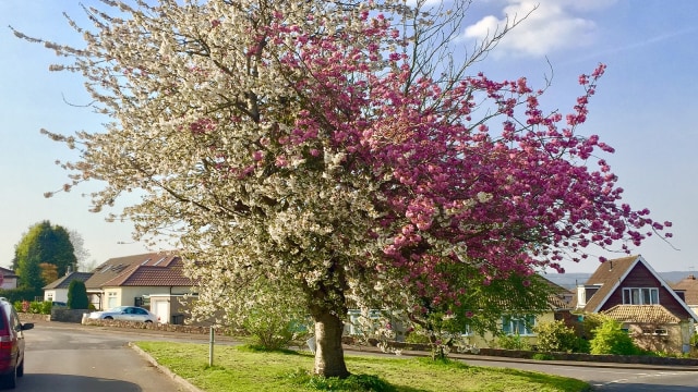 Strawberries and Cream Tree | Wikimedia Commons