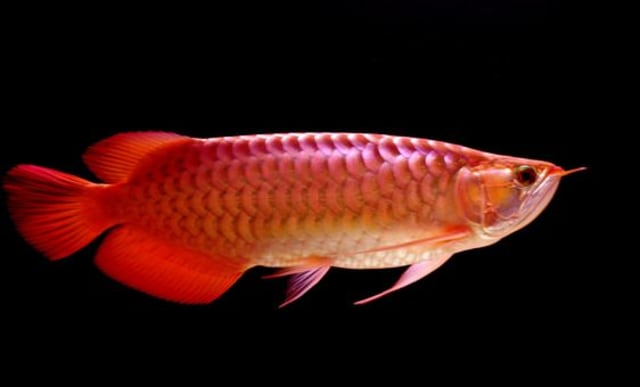 Ikan Arwana merah primadona dunia. Foto: Pinterest