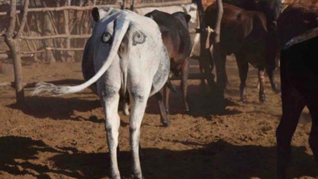 Lukisan mata di pantat sapi di Botswana. Foto: Ben Yexley