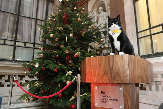 Palmerston, Kucing yang bekerja di Kemenlu Inggris Foto: Twitter: Palmerston