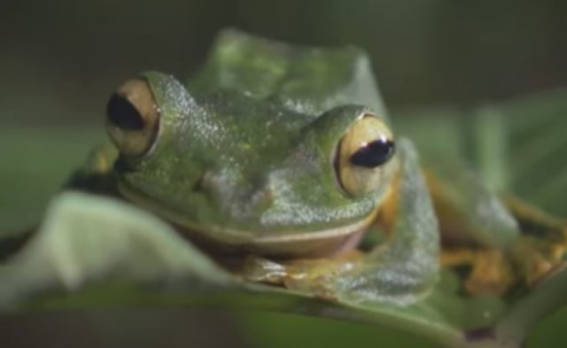 Katak terbang Wallace. Foto: Capture Youtube BBC