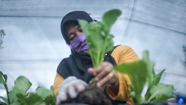 Seorang anggota Kelompok Tani Jaya Makmur yang tengah berkebun di lahan pekarangan, Selasa (11/8) Foto: ary priyanto/Urban Id