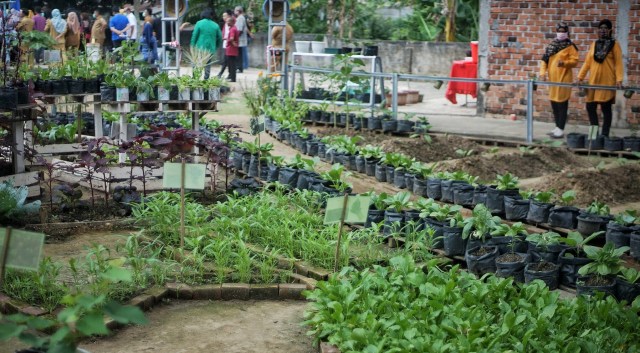 Potret Pekarangan Pangan Lestari, Produktif ala Ibu Rumah Tangga di Palembang (11931)
