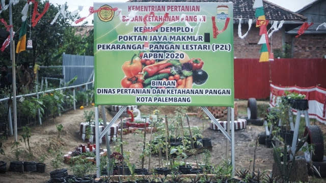Potret Pekarangan Pangan Lestari, Produktif ala Ibu Rumah Tangga di Palembang (11932)