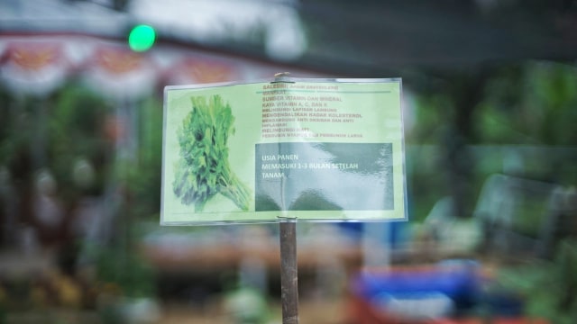 Potret Pekarangan Pangan Lestari, Produktif ala Ibu Rumah Tangga di Palembang (11933)