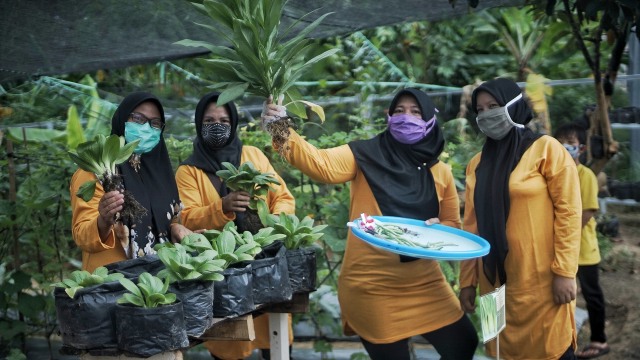 Potret Pekarangan Pangan Lestari, Produktif ala Ibu Rumah Tangga di Palembang (11934)