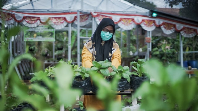 Potret Pekarangan Pangan Lestari, Produktif ala Ibu Rumah Tangga di Palembang (11935)