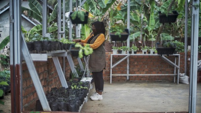 Potret Pekarangan Pangan Lestari, Produktif ala Ibu Rumah Tangga di Palembang (11936)