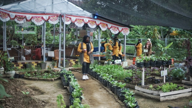 Potret Pekarangan Pangan Lestari, Produktif ala Ibu Rumah Tangga di Palembang (11937)