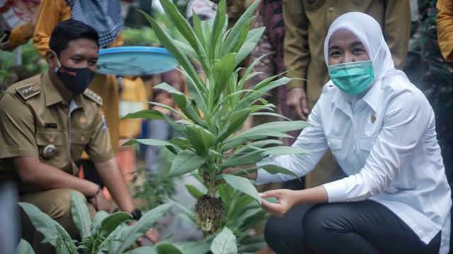 Potret Pekarangan Pangan Lestari, Produktif ala Ibu Rumah Tangga di Palembang (11939)