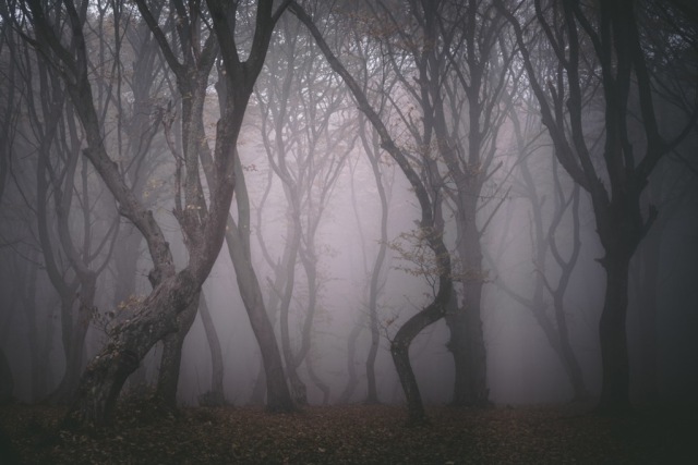 Ilustrasi pohon angker. (Foto: Shutter Stock)