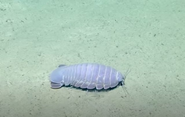 Hewan Raksasa Menakjubkan Yang Hidup Di Kawasan Laut Dalam